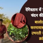 रेगिस्तान में खिली लाल चंदन की महक: बालोतरा के करमावास गांव से उभरती नई कृषि क्रांति Picsart 25 04 16 12 44 12 245