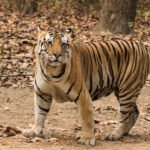 सवाई माधोपुर: मंदिर से लौट रहे 7 साल के बच्चे को बाघ ने मार डाला, इलाके में दहशत Royal Bengal Tiger at Kanha National Park