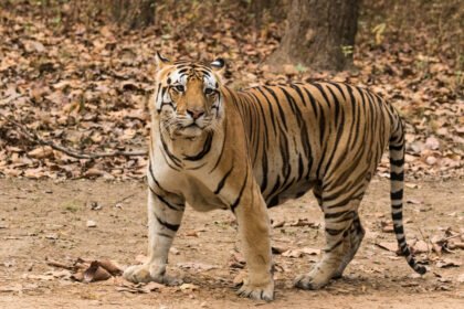 सवाई माधोपुर: मंदिर से लौट रहे 7 साल के बच्चे को बाघ ने मार डाला, इलाके में दहशत Royal Bengal Tiger at Kanha National Park