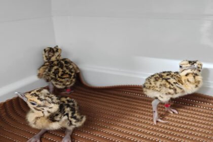 गोडावण चूजों को मिली Z-प्लस जैसी सुरक्षा! जैसलमेर से 700 KM दूर अजमेर भेजा गया, जानिए क्यों है इतना खास? 1200 675 23891130 thumbnail 16x9 jaisalmer aspera