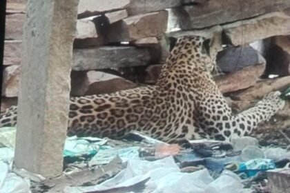 डेढ़ महीने बाद फिर नजर आया पैंथर, रोडवा कला में किया हमला; ग्रामीणों में दहशत, जोधपुर से बुलाई गई रेस्क्यू टीम IMG 20250512 WA0094