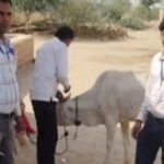 जैसलमेर में 'कर्रा रोग' का कहर जारी: 500 से अधिक गोवंश काल का ग्रास, गांव-गांव पसरा मातम, सरकार और विशेषज्ञ टीमें अलर्ट पर IMG 20250506 232520