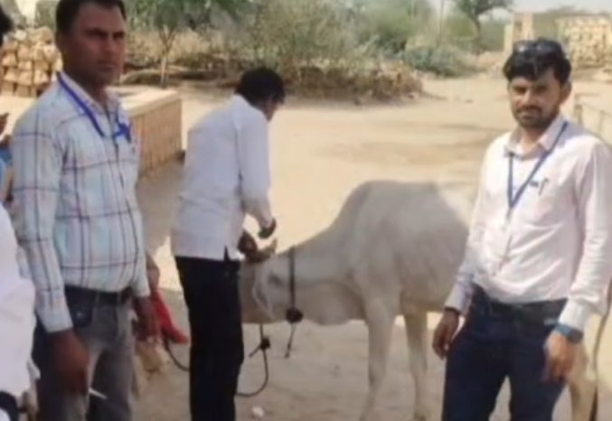 जैसलमेर में 'कर्रा रोग' का कहर जारी: 500 से अधिक गोवंश काल का ग्रास, गांव-गांव पसरा मातम, सरकार और विशेषज्ञ टीमें अलर्ट पर IMG 20250506 232520