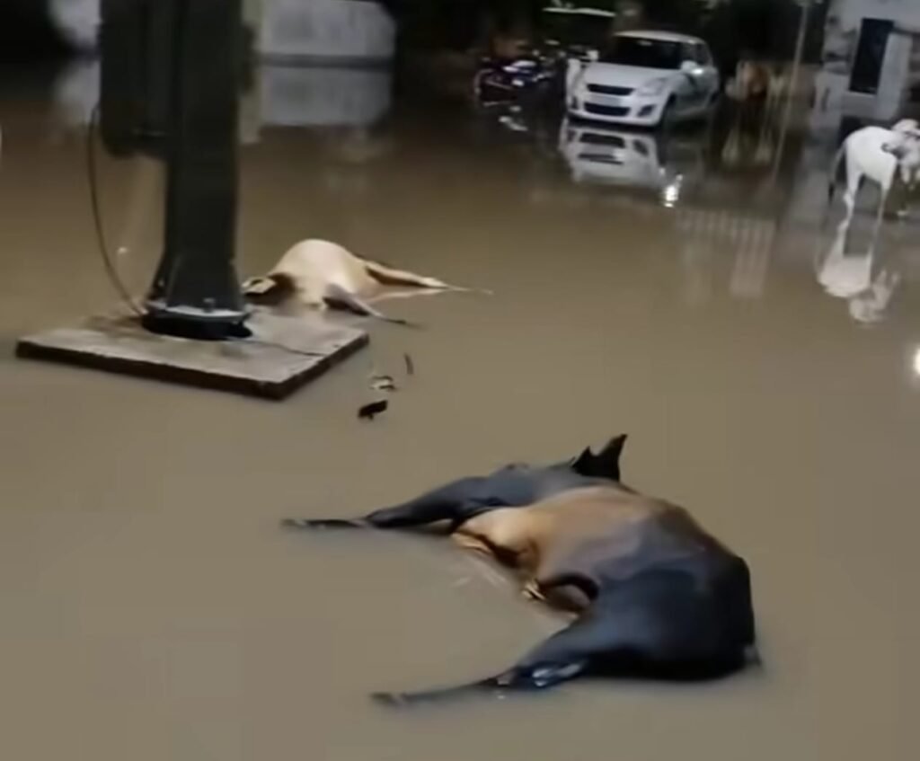 बालोतरा में पहली ही बारिश ने खोल दी नगर परिषद की पोल: राहत के साथ आई आफत, नालों की सफाई और जलनिकासी व्यवस्था फेल 1000456690