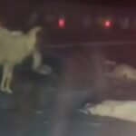 जैसलमेर-बाड़मेर हाईवे पर भीषण हादसा: तेज रफ्तार बस ने कुचला रेवड़, पशुपालक समेत 25 भेड़ों की मौत, ड्राइवर फरार IMG 20250704 WA0028