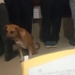 MP: आवारा कुत्तों पर देशभर में बहस, सुनवाई के बीच कोर्ट रूम में घुसा कुत्ता, लोगों ने कहा- न्याय मांगने आया है IMG 20250814 WA0031