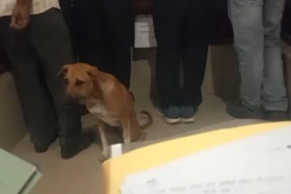 MP: आवारा कुत्तों पर देशभर में बहस, सुनवाई के बीच कोर्ट रूम में घुसा कुत्ता, लोगों ने कहा- न्याय मांगने आया है IMG 20250814 WA0031