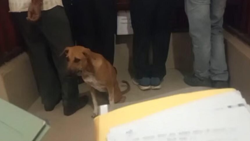 MP: आवारा कुत्तों पर देशभर में बहस, सुनवाई के बीच कोर्ट रूम में घुसा कुत्ता, लोगों ने कहा- न्याय मांगने आया है IMG 20250814 WA0031