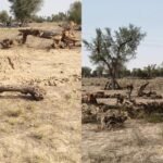 Balotra कल्याणपुर में रातों रात खेजड़ी के दर्जनों पेड़ काटे, ग्रामीणों में भारी रोष IMG 20260219 WA0026