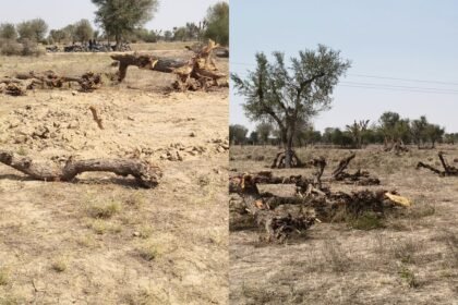 Balotra कल्याणपुर में रातों रात खेजड़ी के दर्जनों पेड़ काटे, ग्रामीणों में भारी रोष IMG 20260219 WA0026