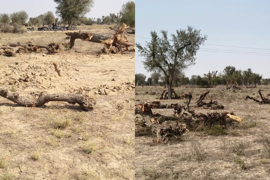 Balotra कल्याणपुर में रातों रात खेजड़ी के दर्जनों पेड़ काटे, ग्रामीणों में भारी रोष IMG 20260219 WA0026