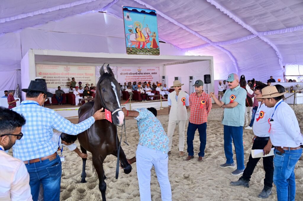 तिलवाड़ा में मारवाड़ी अश्व प्रतियोगिताओं का भव्य आयोजन, 700 वर्षों पुरानी परंपरा को मिला अंतरराष्ट्रीय विस्तार 1002182669