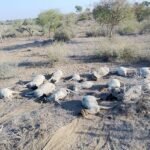 दूषित पानी बना जानलेवा: 70 से ज्यादा भेड़-बकरियों की मौत, 100 से अधिक पशु बीमार, पशुपालकों में भारी आक्रोश IMG 20260308 WA0076