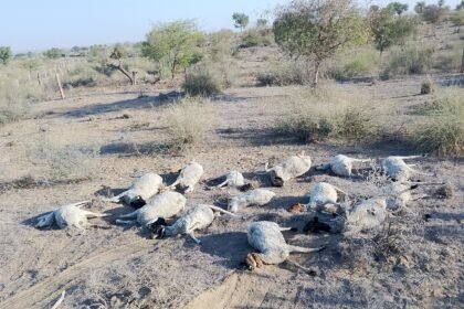 दूषित पानी बना जानलेवा: 70 से ज्यादा भेड़-बकरियों की मौत, 100 से अधिक पशु बीमार, पशुपालकों में भारी आक्रोश IMG 20260308 WA0076