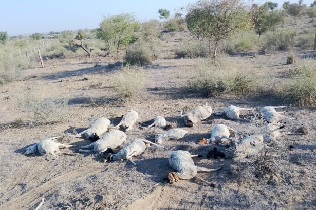 दूषित पानी बना जानलेवा: 70 से ज्यादा भेड़-बकरियों की मौत, 100 से अधिक पशु बीमार, पशुपालकों में भारी आक्रोश IMG 20260308 WA0076