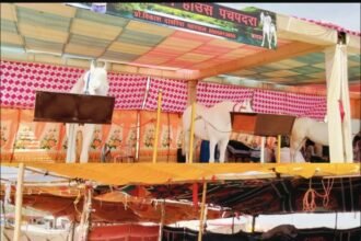 15 मार्च से श्री मल्लीनाथ पशु मेले का शुभारंभ तिलवाड़ा में बढ़ी रौनक, दूर-दराज से पशुपालकों के साथ पशुओं की आवक शुरू IMG 20260313 113741